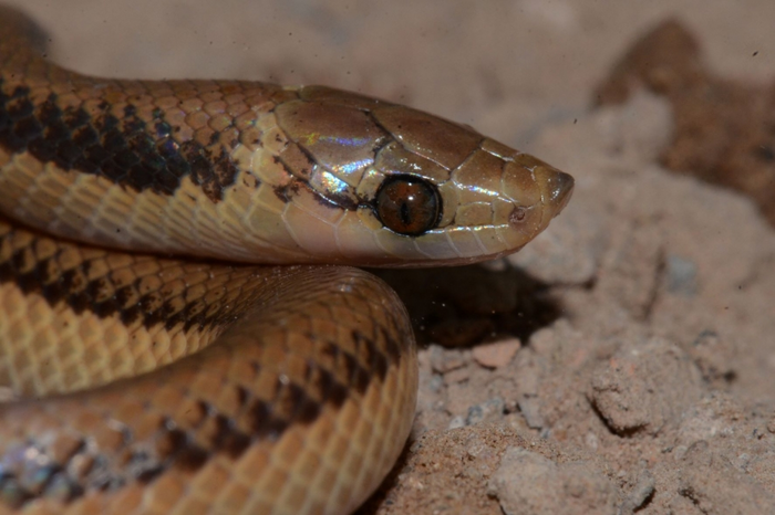 The Banded pampas snake, Phimophis vittatus