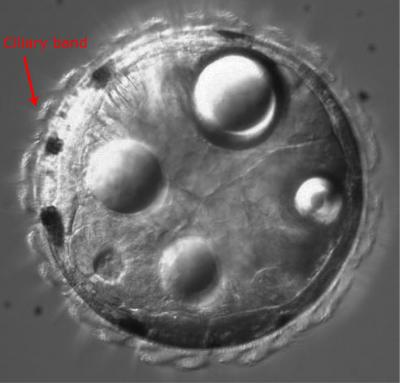<I>Platynereis</I> Larva