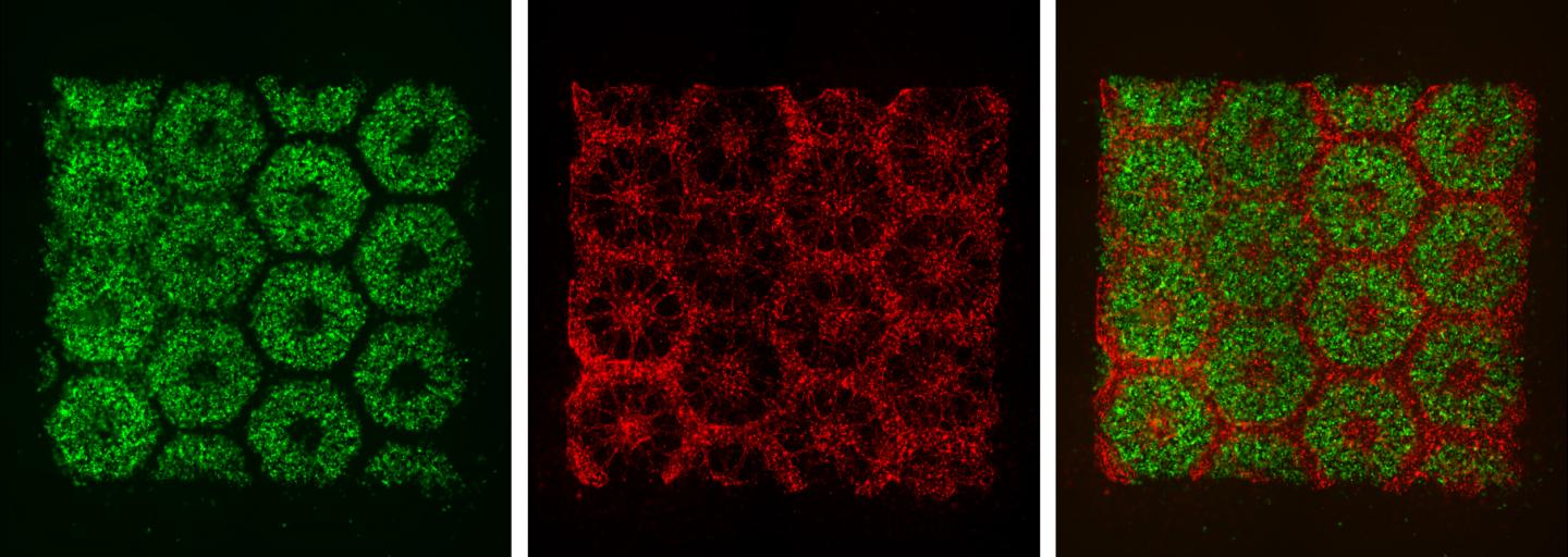 3-D Printed Biomimetic Liver Tissue
