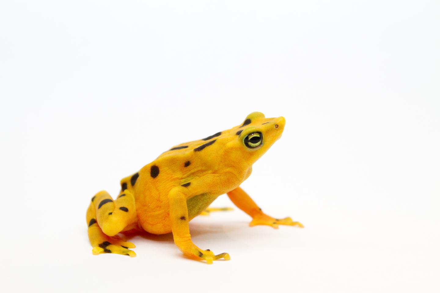 Panamanian golden frog