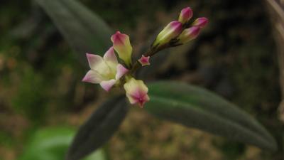 S. genuflexa flowers