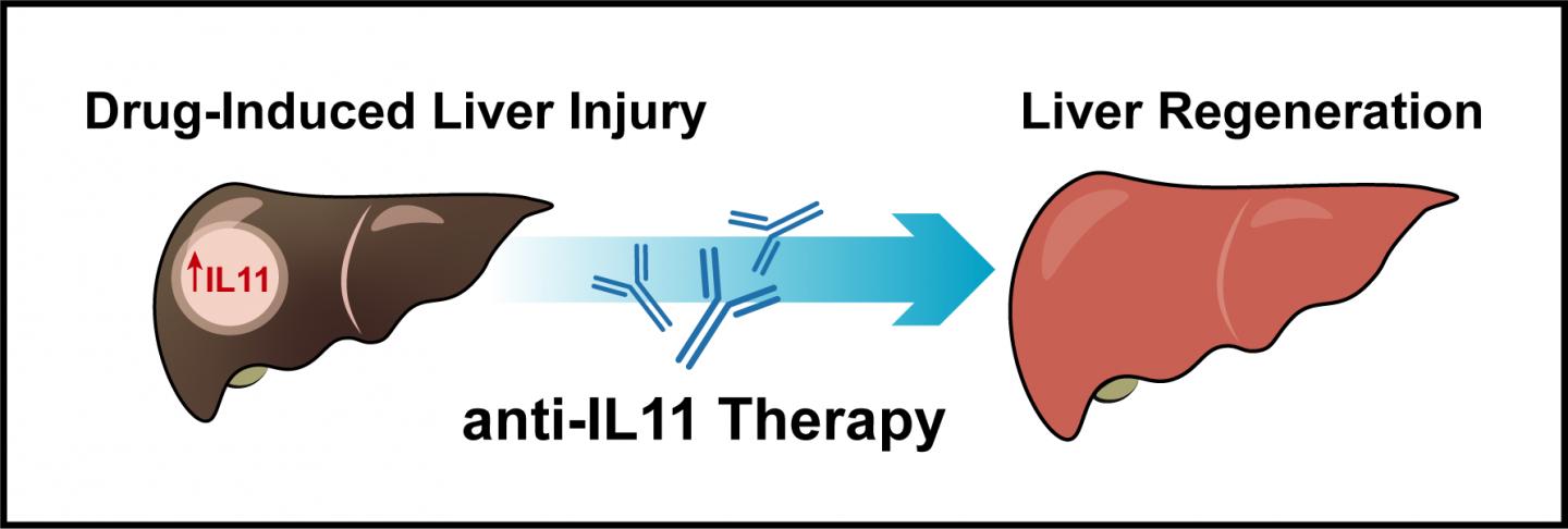 IL-11 Inhibition