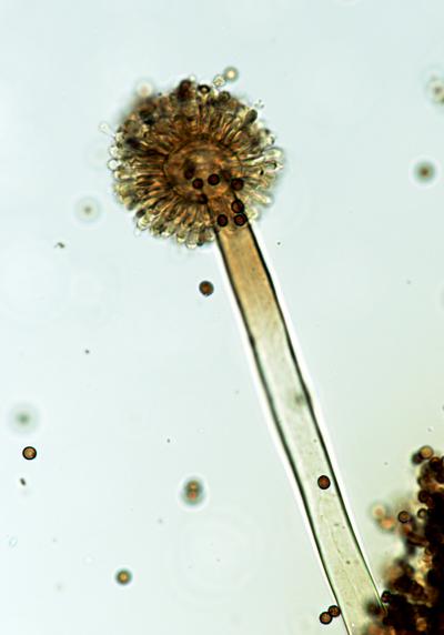 <i>Aspergillus niger</i> Conidiospore