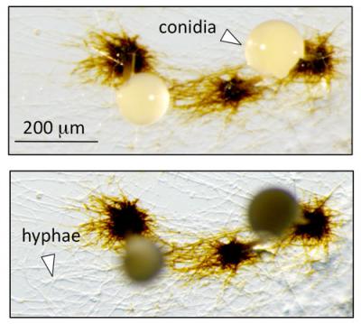 Reproductive Structures Showing Manganese Deposits
