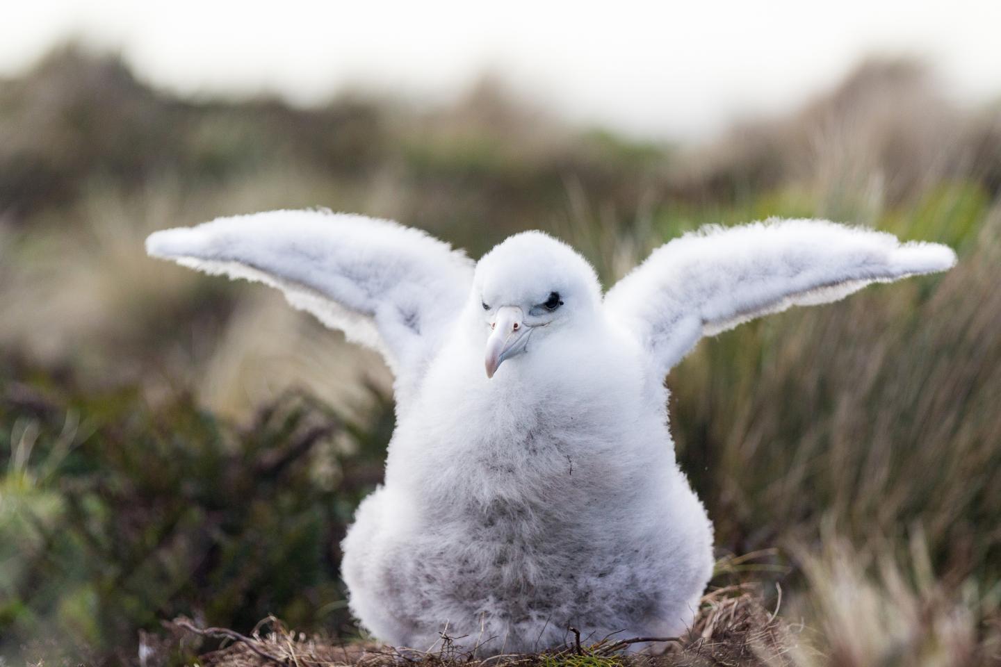 Invasive Species Jeopardize Already Threatened Island Animals (3 of 12)