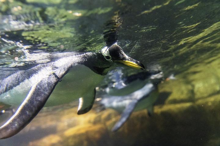 Penguins diving