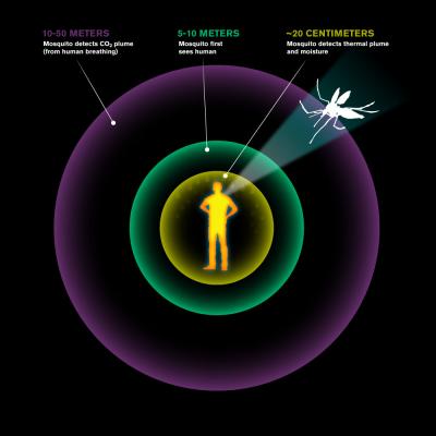 Mosquitoes Integrate Multiple Sensory Cues to Find a Human Host