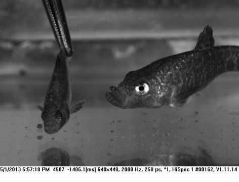 Scale-eating Pupfish