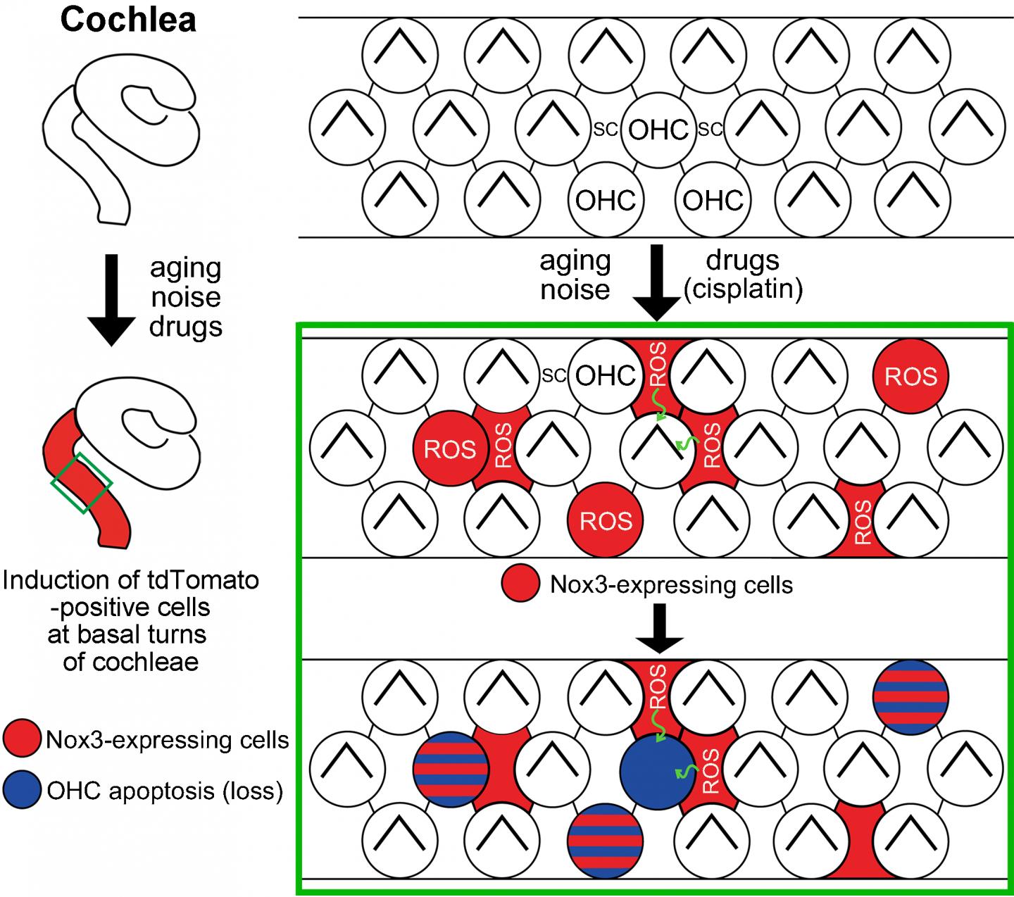 Figure 3: Outer hair cell apoptosis (loss) caused by superoxide originating from Nox3, and the hearing loss onset mechanism: