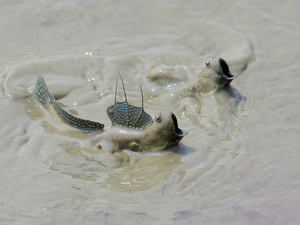 two mudskippers fighting