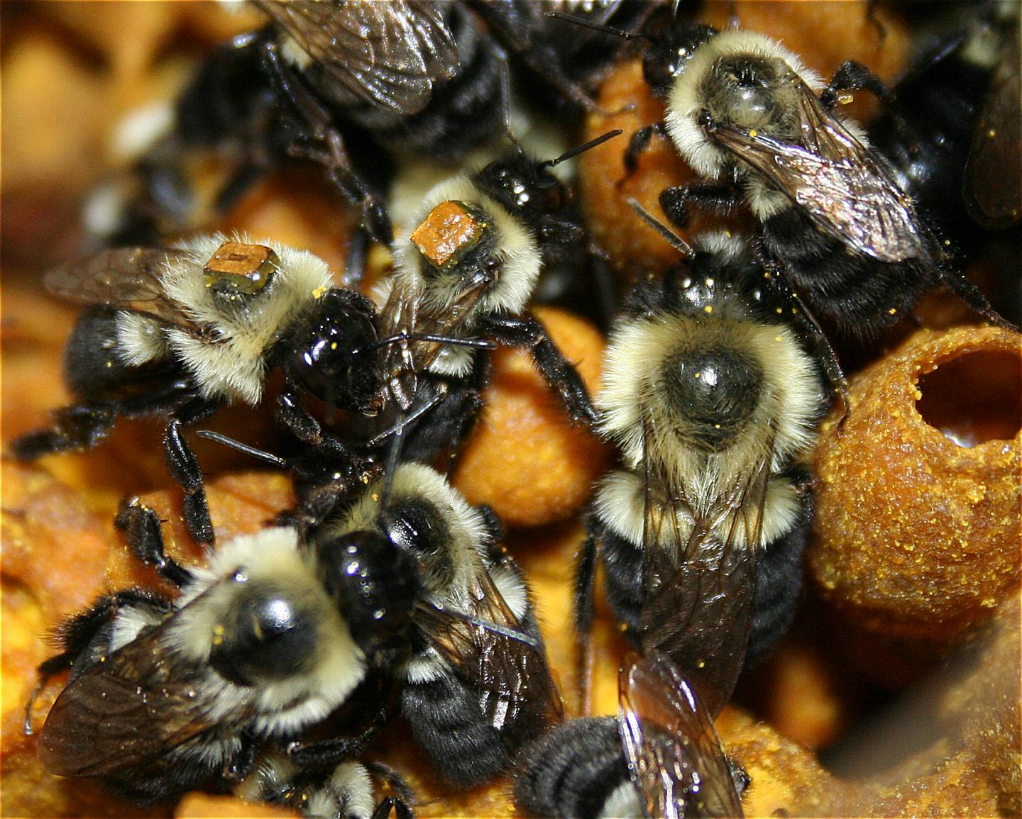 Bumblebees Wearing RFID tags