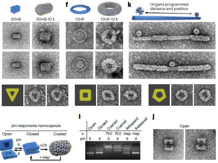 Applicability of capsid coating on structures with different thickness and shape.