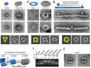 Applicability of capsid coating on structures with different thickness and shape.