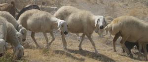 Today's descendants of the first domestic sheep of Central Anatolia.