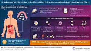 Role of intestinal mucosal mast cells in IgE-mediated food allergy