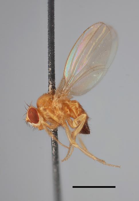 Genomes from 25 museum specimens of Drosophila melanogaster (some more than 200 years old) reveal that small populations occupying northern Europe gave way to well-connected fly populations across the continent