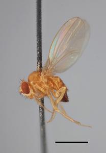 Genomes from 25 museum specimens of Drosophila melanogaster (some more than 200 years old) reveal that small populations occupying northern Europe gave way to well-connected fly populations across the continent