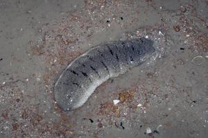 Sea Cucumber