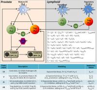 Immunotherapy and Prostate Cancer Model