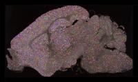 Adult mouse brain section showing increased synapse number and diversity.
