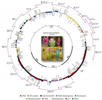 Annotated Chloroplast Genome Assembly of <i>Bartsia inaequalis</i>