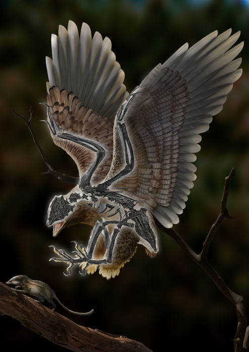 Life reconstruction of the 120-million-year-old bird Cratonavis zhui