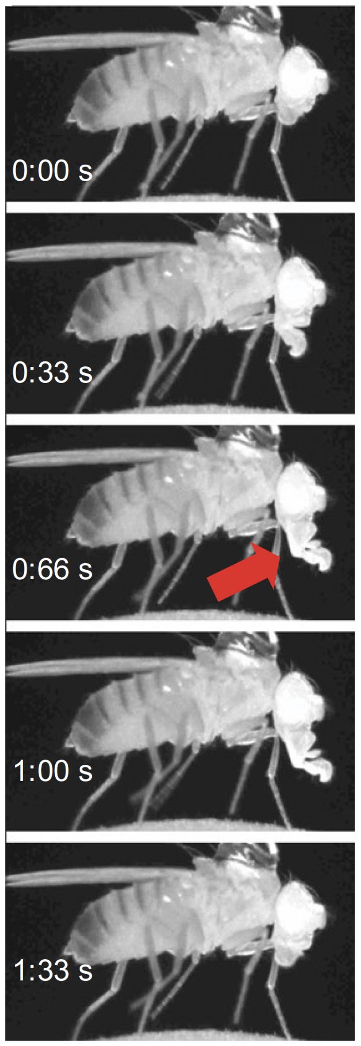 Flies in deep stage sleep