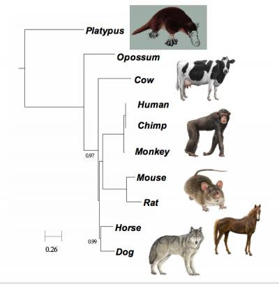 phylogenetic tree of mammals