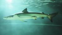 Copper Shark (<I>Carcharhinus brachyurus</I>)