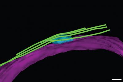 3-D Model of rMTOC Arrangement (Without Hrs1/Mcp6 Protein)