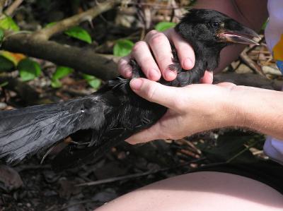 Adult Mariana Crow