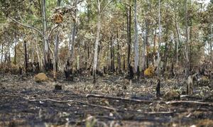 Cerrado requires strict protection