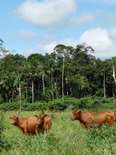 Amazon Rainforest Conversion to Pasture