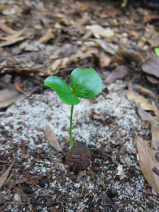 Lemur, fruits, seeds, and biodiversity (Photo C)
