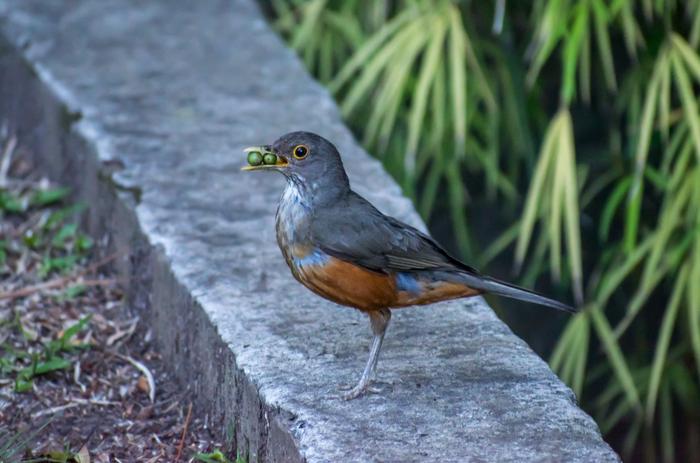 Rufous-bellied Thrush