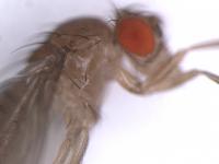 Eye Color Mutations in Fruit Fly