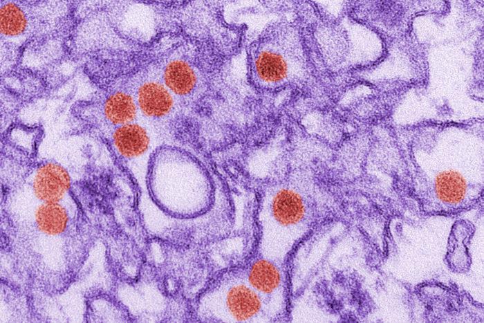 Potential Drug Target Identified for Zika, Similar Viruses