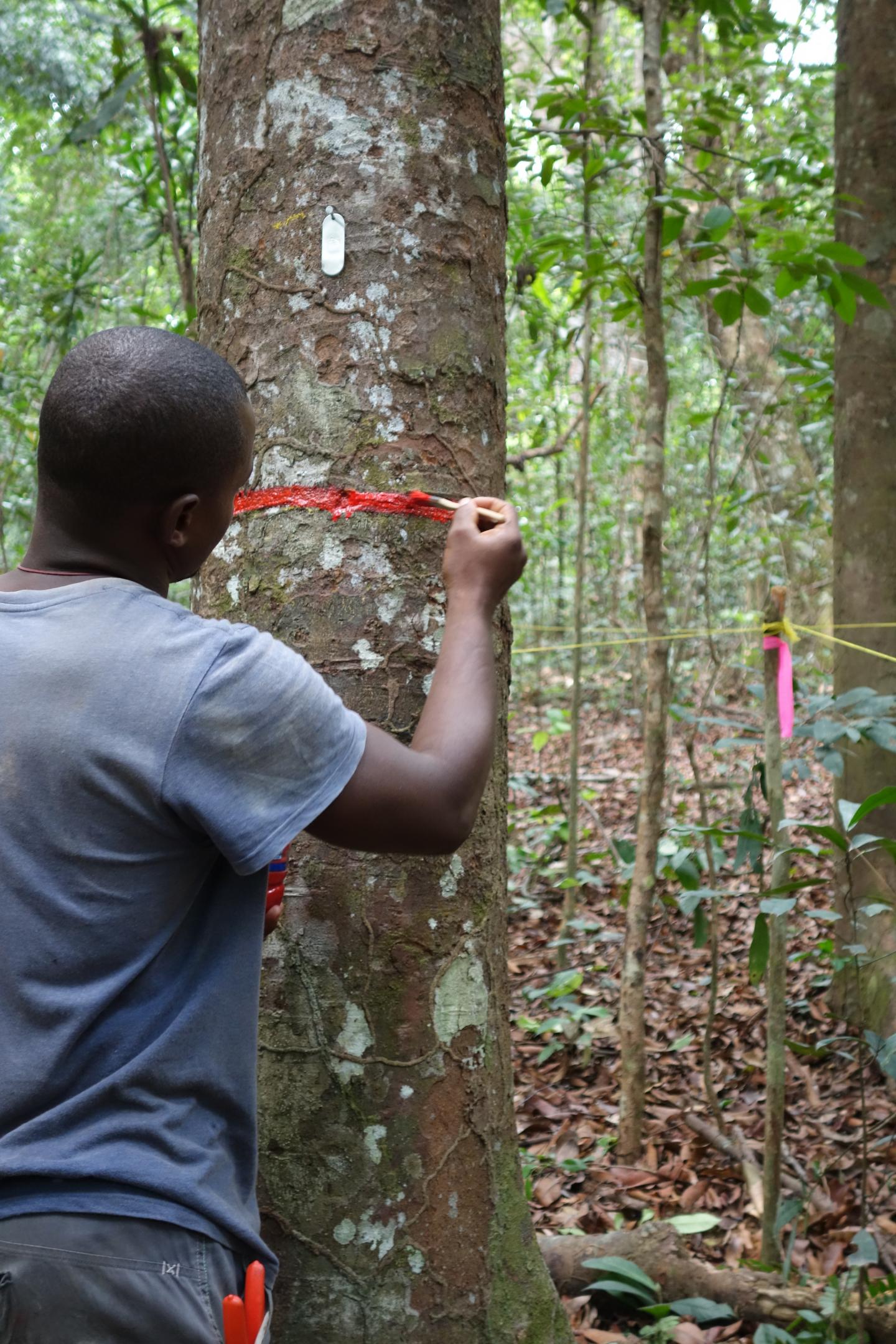 Long-Term Resilience Of Earth's Tropical Fore | EurekAlert!