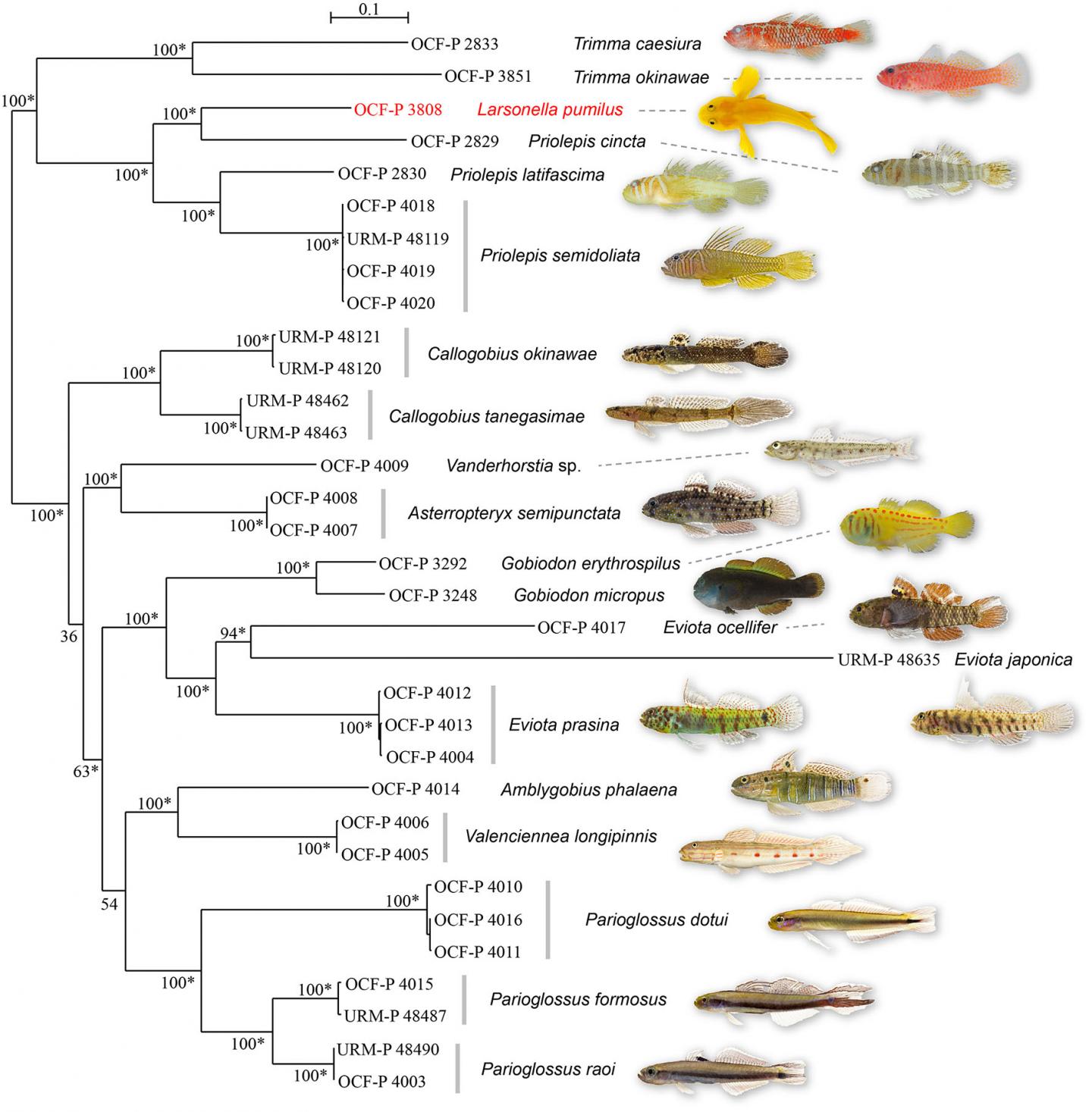 Phylogenetic Placement of Larsonella