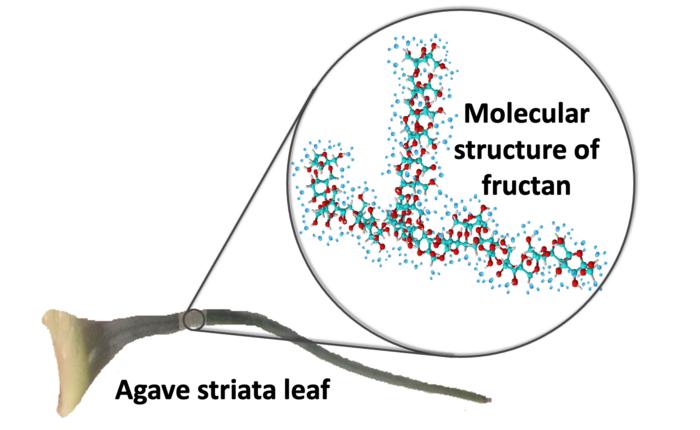 Agave leaf and fructan structure