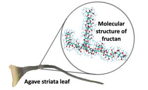 Agave leaf and fructan structure