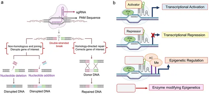 CRISPR/Cas9 mediated gene editing in PD