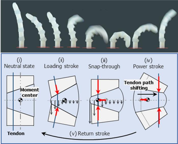 Figure 1. The operating principle of the Hyperelastic Torque Reversal Mechanism (HeTRM) involves compressing an elastomeric joint until it reaches a critical point, where stored energy is instantaneously released.