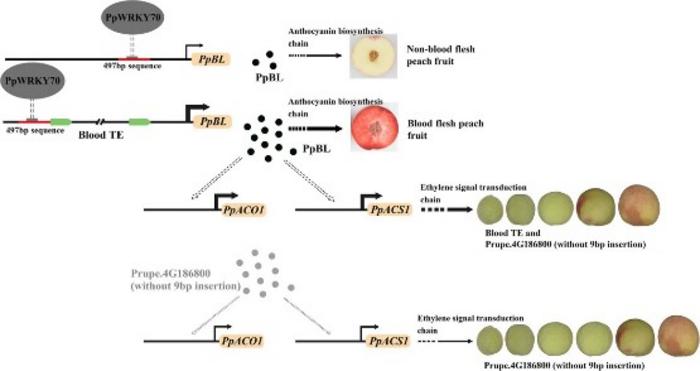 Schematic diagram of proposed model presenting effects of blood TE on peach fruit flesh color and maturity date.