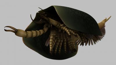 Artist's Reconstruction of <i>Tokummia katalepsis</i>