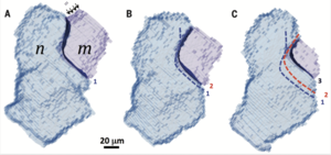 Grain Boundary