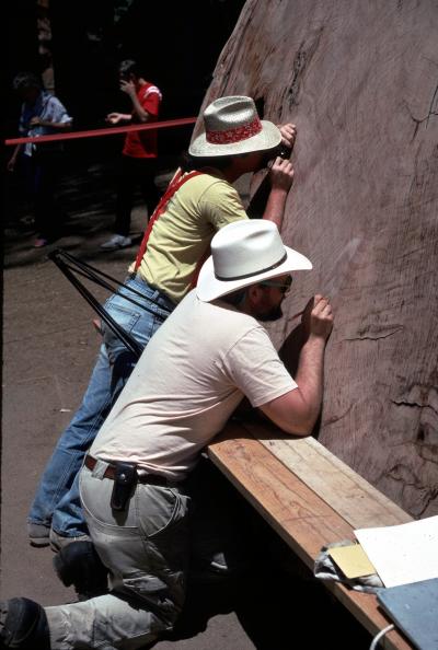 Researchers and Giant Sequoia Cross-Section