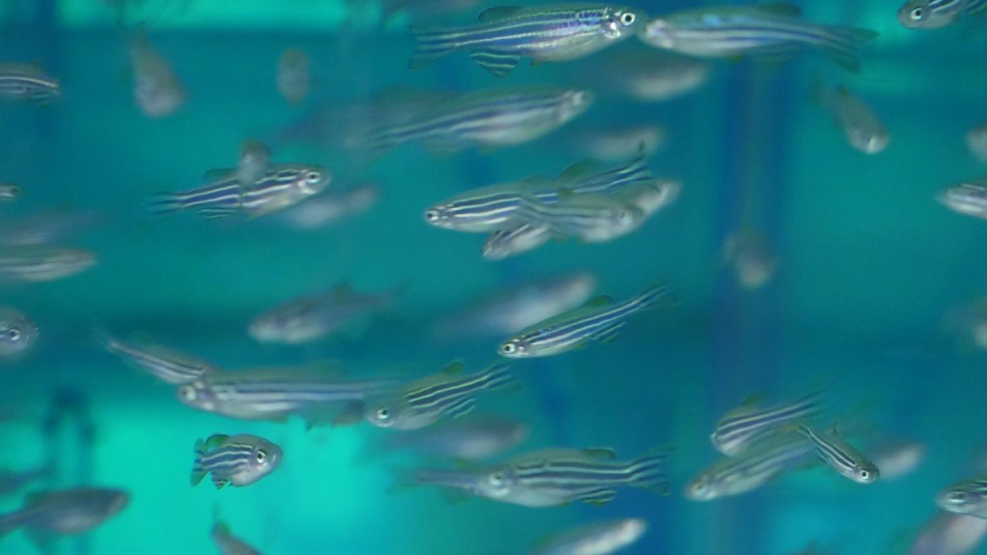Zebrafish Image [IMAGE] EurekAlert! Science News Releases