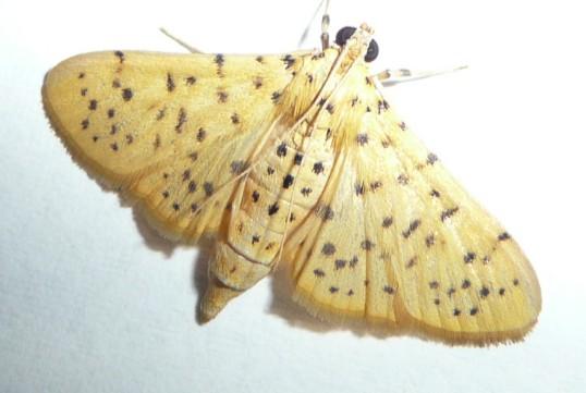 Yellow peach moth