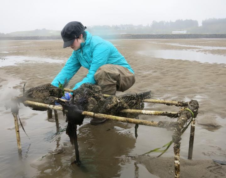 Amy Ehrhart Checking Transplanted Oysters